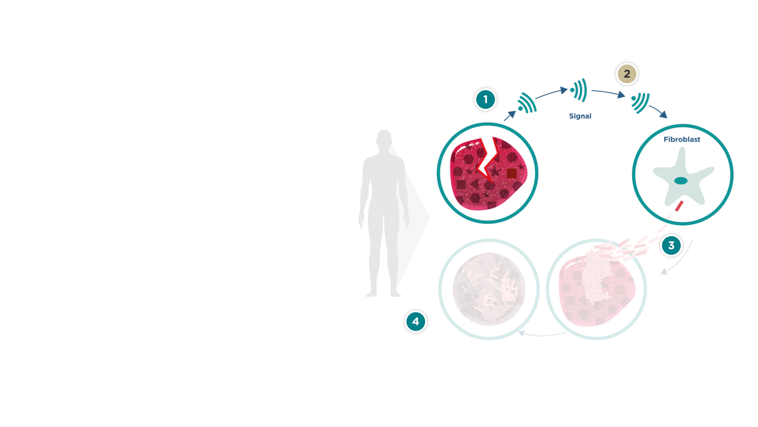 Läkningscykel vid sklerodermi